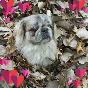 Meet your Posher, Tammy